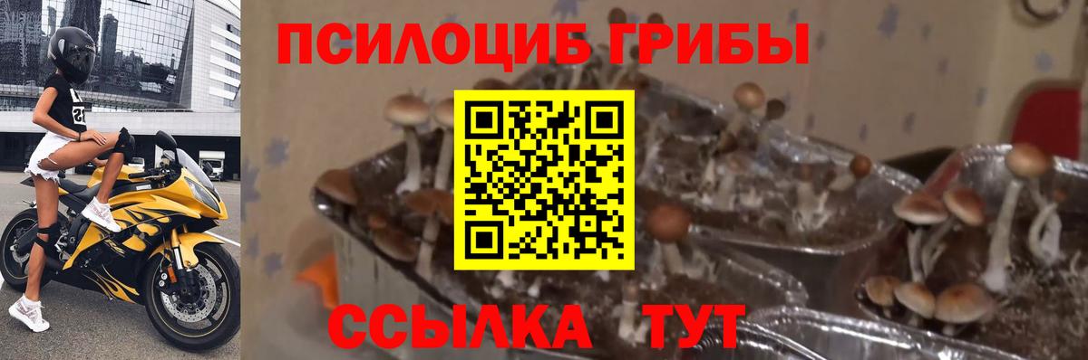 Галлюциногенные грибы прущие грибы Ивантеевка